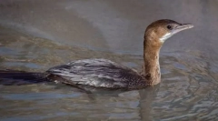 Maly cormorand