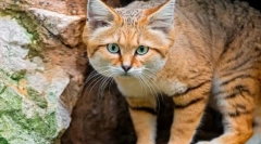 Razgranata mačka