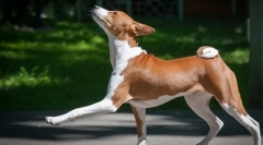 Basenji (fotografija): miran lovac, veseli i energični prijatelj