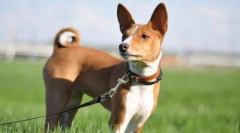 Basenji