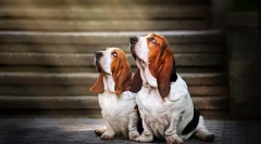 Basset hound (fotografija): sretan lovac i pravi humorist