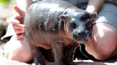Hippo patuljak
