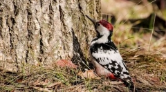 White-spinned drvo