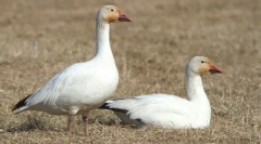 Bijeli gus