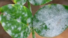 Bijeli napad na biljne biljke i načine rješavanja