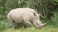 Bijeli rhinorn