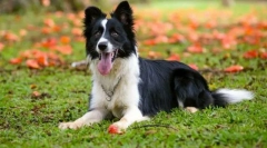 Berded collie