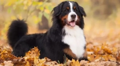 Berne zeennenhund