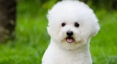 Bichon frizu