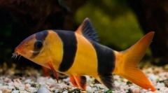 Klaun