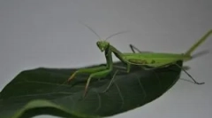 Mantis: opis, pogled i način života