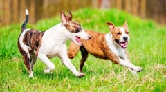 Borite se (fotografije): kombinacija moći i predanosti