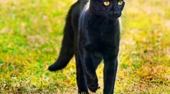 Bombay cat (fotografija): home panther u minijaturi