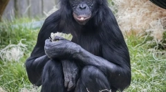 Bonobo