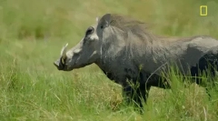 Warthog - divlje svinje s ogromnim očnjacima