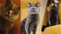 British cat lila boju