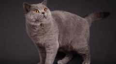 British cats color point: standardi, briga i održavanje