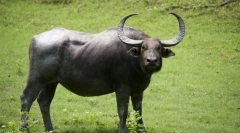 Buffalo azijski divlji