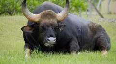 Bulls-divovi