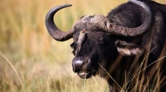 Bulls i buffaloes euroasia
