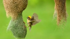 Postoje stabljike među pticama
