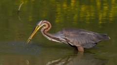 Heron crvenokosa