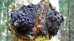 Chaga breza