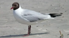 Galeb relikt