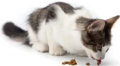 Često postavljana pitanja o mačkama