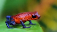 Što je opasno po stablu?