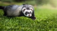 Što je opasan ferret za ljude i životinje