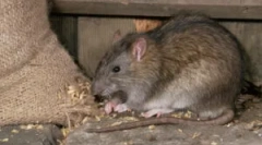 Nego opasni štakori za čovjeka?