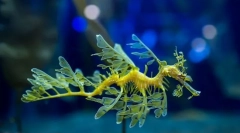 Nego vrijedan zvučni zmaj?