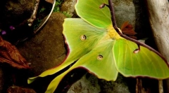 Od muškaraca pavlinskoga mjeseca razlikuju se od žena?