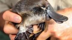 Nego nevjerojatna u smjeru kazaljke na satu?