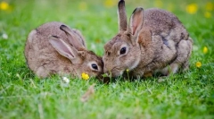 Nego zec se razlikuje od svog zeca?