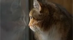 Što mačke rade kad ostanu kod kuće?