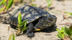 Kornjača marsh europska