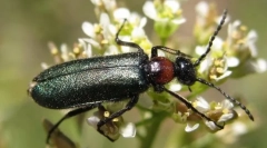 Chernhotels i tečajevi