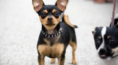 Chihuahua - najstarinija pasmina pasa