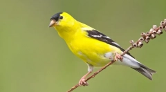 Chizh - najprijatnija ptica među pjevačima (fotografija)
