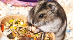 Što jedu jungarian hrčci