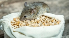Što miševi jede u prirodi i kod kuće