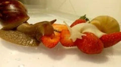 Što puževi jedu kada čuvaju svoj dom?