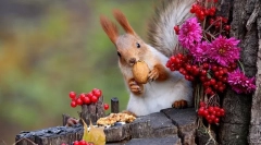 Što jede vjevericu u prirodi i kod kuće