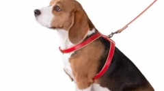 Što je bolje za psa - trener ili ovratnik