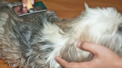 Što dovodi do stvaranja chatunina i kako se nositi s njima?