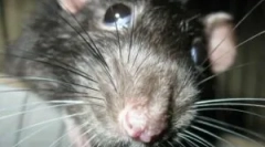 Što je deratacizacija i njegove faze