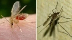 Što je komarac i njegova razlika od komaraca