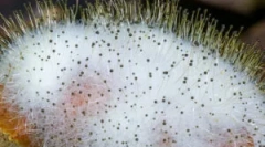 Što je mucor i njegove značajke